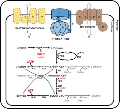 Clostridium acetobutylicum atpG-Knockdown Mutants Increase Extracellular pH in Batch Cultures